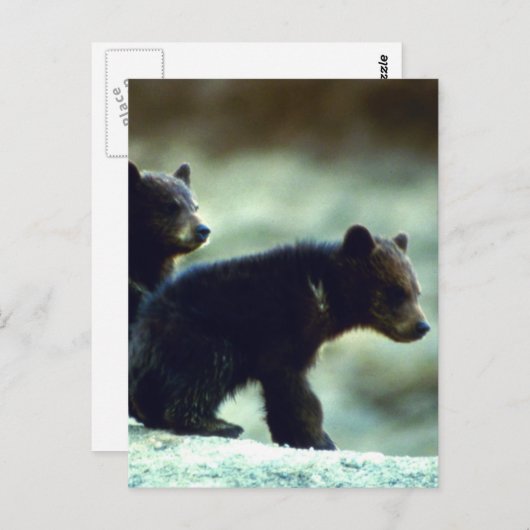 Zwarte Beer Briefkaart (Voorkant / Achterkant)