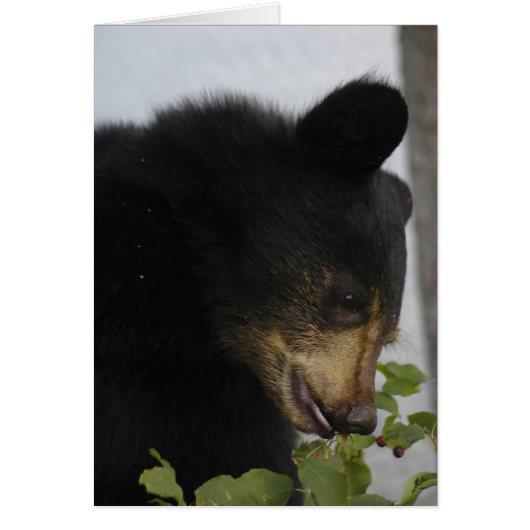 Zwarte Beer Cub (Voorkant)