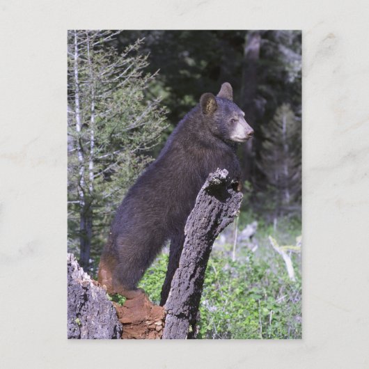 Zwarte Beer Cub Briefkaart (Voorkant)
