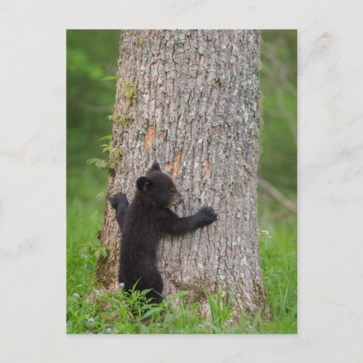 Zwarte Beer Cub | Grote rokerberg Briefkaart (Voorkant)