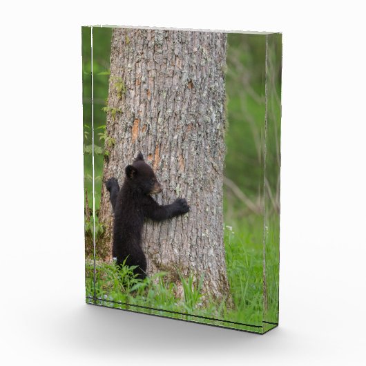 Zwarte Beer Cub | Grote rokerberg Fotoblokken (Rechts)