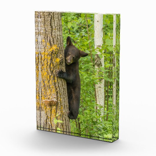 Zwarte Beer Cub | Minnesota Fotoblokken (Rechts)