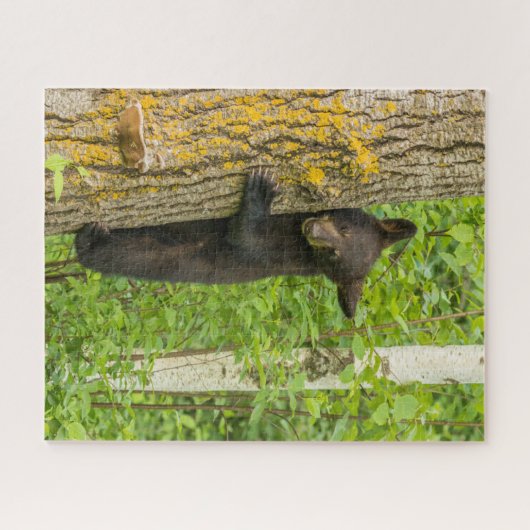 Zwarte Beer Cub | Minnesota Legpuzzel (Horizontaal)