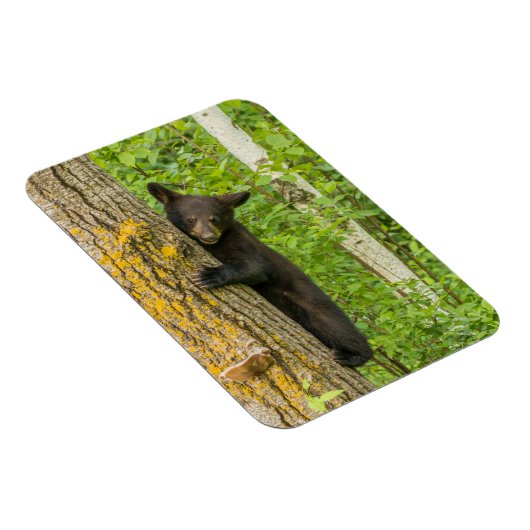 Zwarte Beer Cub | Minnesota Magneet (Rechterzijde)