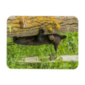 Zwarte Beer Cub | Minnesota Magneet (Horizontaal)