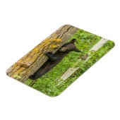 Zwarte Beer Cub | Minnesota Magneet (Linkerzijde)