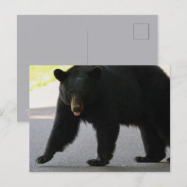 Zwarte beer in Cades Cove - Great Smokey Mountains Briefkaart