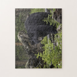 Zwarte beer in het bos legpuzzel