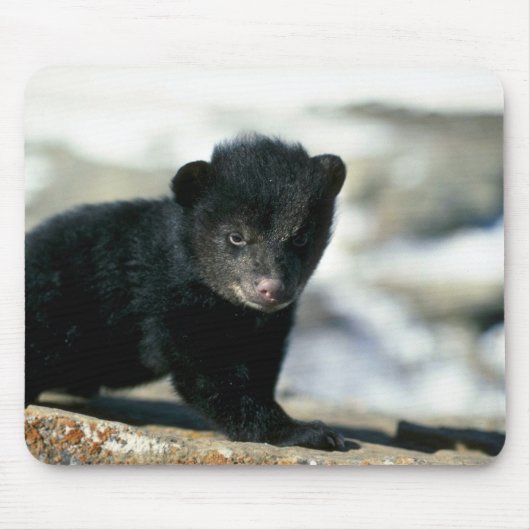 Zwarte Beer-kleine cub Muismat (Voorkant)