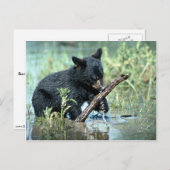 Zwarte Beer-kub in zomermoeras Briefkaart (Voorkant / Achterkant)