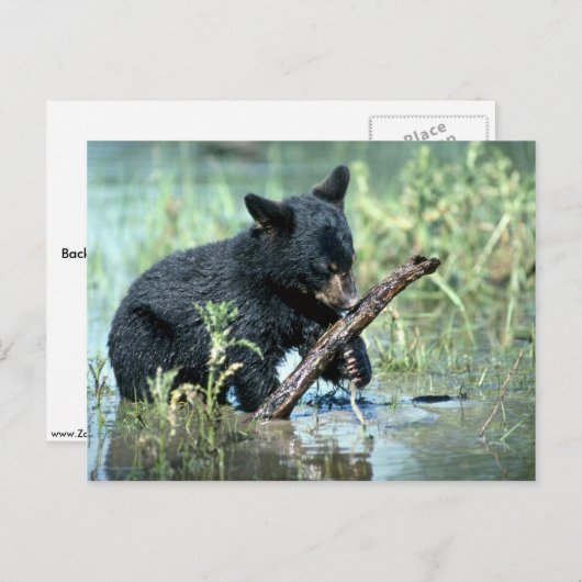 Zwarte Beer-kub in zomermoeras Briefkaart (Voorkant / Achterkant)