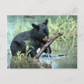 Zwarte Beer-kub in zomermoeras Briefkaart (Voorkant)