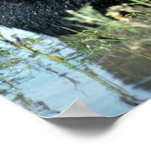 Zwarte Beer-kub in zomermoeras Poster (Hoek)