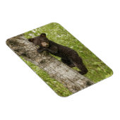 Zwarte Beer kubus in boom Magneet (Rechterzijde)