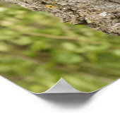 Zwarte Beer kubus in boom Poster (Hoek)