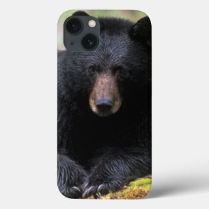Zwarte beer op een oude boomstam in de iPhone 13 hoesje