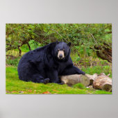 Zwarte Beer Poster (Voorkant)
