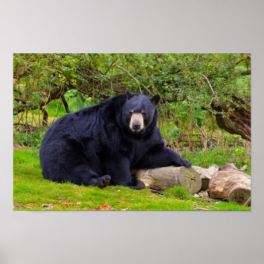 Zwarte Beer Poster (Voorkant)