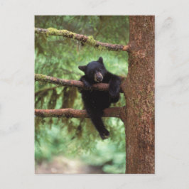 zwarte beer, Ursus americanus, welp in een boom Briefkaart