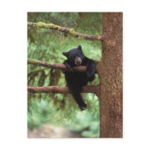 zwarte beer, Ursus americanus, welp in een boom