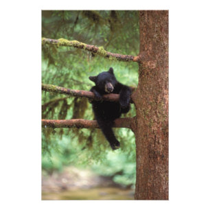 zwarte beer, Ursus americanus, welp in een boom Foto Afdruk
