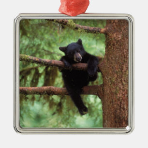 zwarte beer, Ursus americanus, welp in een boom Metalen Ornament