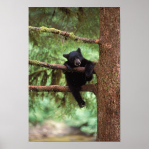 zwarte beer, Ursus americanus, welp in een boom Poster
