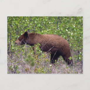 Zwarte Beer Wilde Natuur Natuur Postkaart