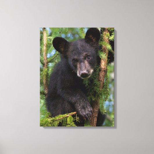 Zwarte beerwelp speelt in bomen canvas afdruk (Voorkant)