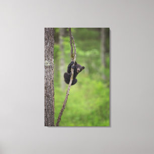 Zwarte beerwelp speelt, Tennessee Canvas Afdruk
