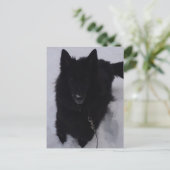 Zwarte Belgische herder in de sneeuw Briefkaart (Staand voorkant)