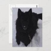 Zwarte Belgische herder in de sneeuw Briefkaart (Voorkant / Achterkant)