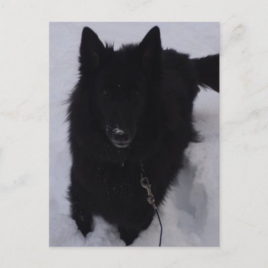 Zwarte Belgische herder in de sneeuw Briefkaart (Voorkant)
