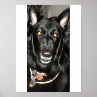 Zwarte Belgische herder Poster