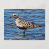 Zwarte-Bellied klaver op de kust Briefkaart (Voorkant)