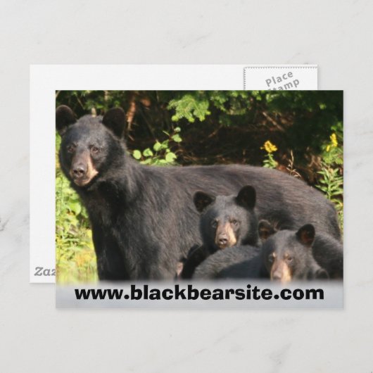 zwarte beren briefkaart (Voorkant / Achterkant)