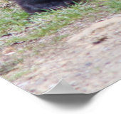 Zwarte Beren kubussen Poster (Hoek)