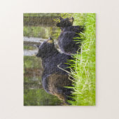 Zwarte beren Montana. Legpuzzel (Verticaal)