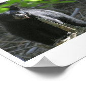 zwarte beren poster (Hoek)