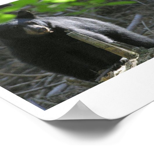 zwarte beren poster (Hoek)