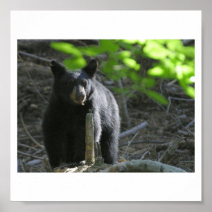 zwarte beren poster