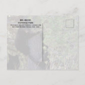 Zwarte Beren welpen klimmen pijnboom Big Bend NP Briefkaart (Achterkant)