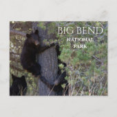 Zwarte Beren welpen klimmen pijnboom Big Bend NP Briefkaart (Voorkant)