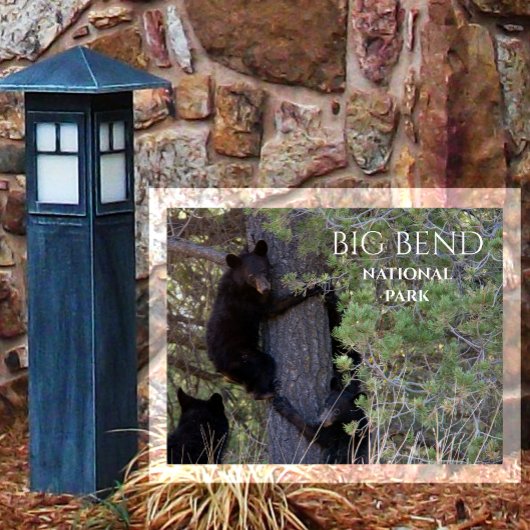 Zwarte Beren welpen klimmen pijnboom Big Bend NP Briefkaart