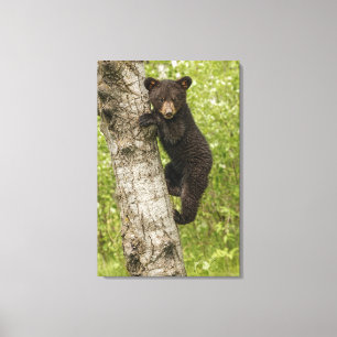 Zwarte berenjong in boom canvas afdruk