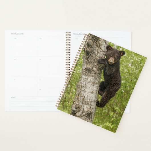 Zwarte berenjong in boom planner (Display)