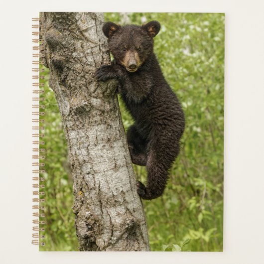 Zwarte berenjong in boom planner (Voorkant)