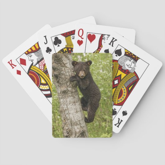 Zwarte berenjong in boom pokerkaarten (Achterkant)