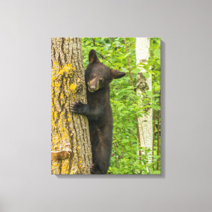 Zwarte berenjong Minnesota Canvas Afdruk