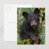 Zwarte berenjong speelt in bomen briefkaart (Voorkant / Achterkant)
